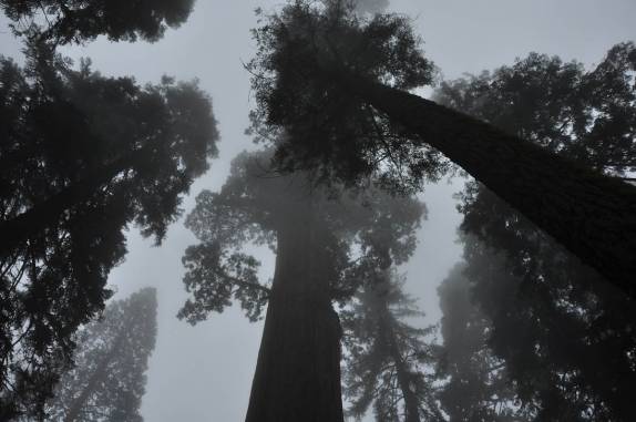 As imponentes sequoias no Sequoia National Park,  na Califórnia - EUA